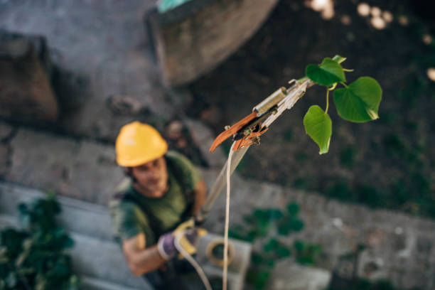 How Our Tree Care Process Works  in Kennett Square, PA